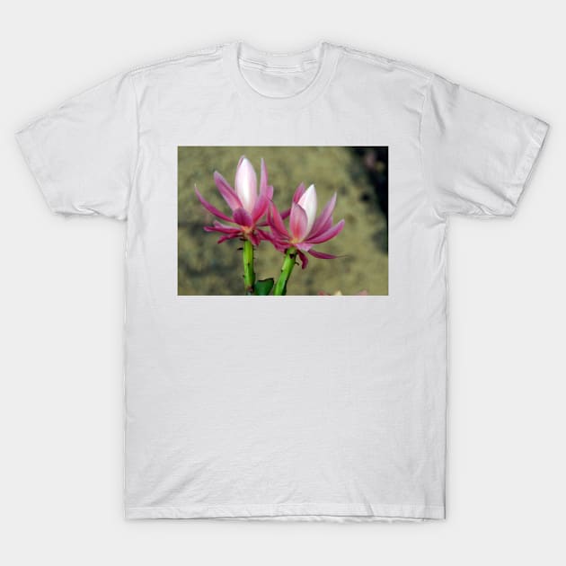 Cacti - Magpie Springs - Adelaide Hills Wine Region - Fleurieu Peninsula - South Australia T-Shirt by MagpieSprings